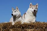 SIBERIAN HUSKY 698